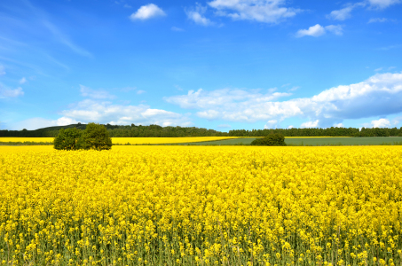 Bild-Nr: 12912180 Rapsfeld Erstellt von: Atteloi