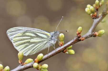 Bild-Nr: 12912190 Frühling Erstellt von: Atteloi