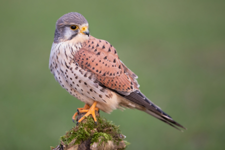 Bild-Nr: 12912438 Turmfalke Porträt Erstellt von: Daniela Beyer