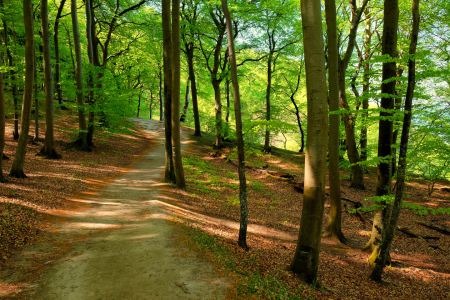 Bild-Nr: 12912481 Im schönen Maiwald Erstellt von: Ostseestrand