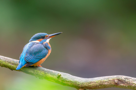 Bild-Nr: 12912620 Eisvogel Erstellt von: DirkR