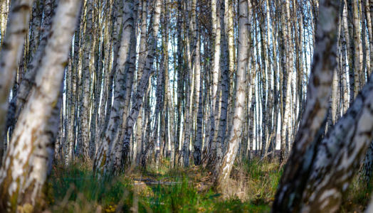 Bild-Nr: 12912639 Birken Erstellt von: Gregor Handy