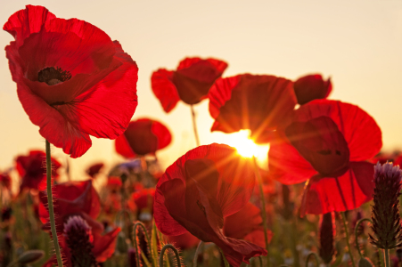 Bild-Nr: 12912687 Mohnblumen im Gegenlicht Erstellt von: Nordbilder