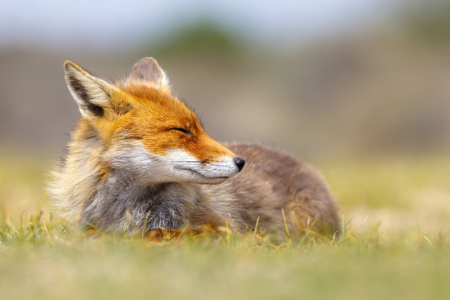 Bild-Nr: 12912852 Der lächelnde Fuchs Erstellt von: Daniela Beyer