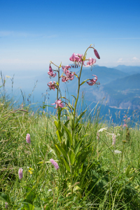 Bild-Nr: 12912896 Türkenbundlilie am Monte Baldo Erstellt von: SusaZoom