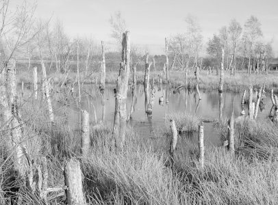 Bild-Nr: 12912912 Sumpf  Erstellt von: Herbo