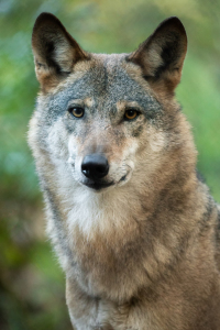 Bild-Nr: 12913039 Wolfsporträt Erstellt von: Daniela Beyer
