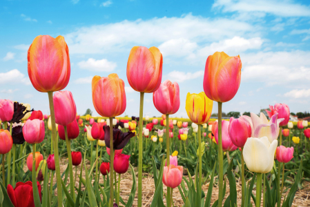 Bild-Nr: 12913086 Tulpenfeld mit bunten Tulpen Erstellt von: SusaZoom