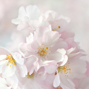 Bild-Nr: 12913296 Kirschblüte Erstellt von: Atteloi
