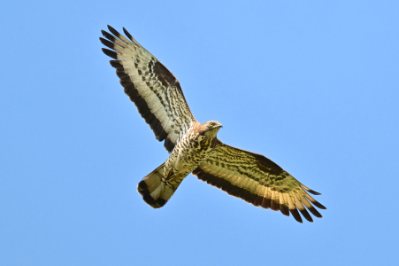 Bild-Nr: 12913368 Wespenbussard  Erstellt von: falconer59