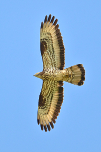 Bild-Nr: 12913369 Wespenbussard 2 Erstellt von: falconer59