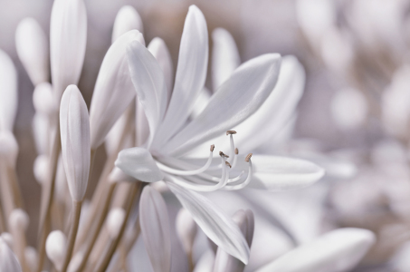 Bild-Nr: 12913484 Schmucklilie Erstellt von: Atteloi