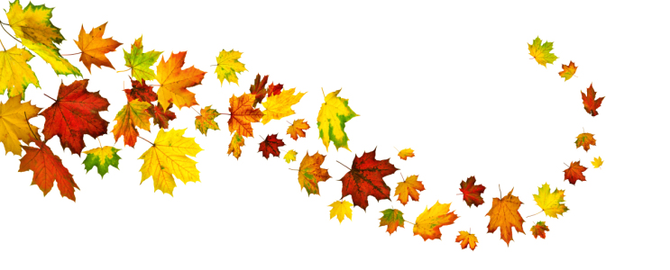 Bild-Nr: 12913566 Bunte Herbstblätter in fließender Form angeordnet Erstellt von: Smileus