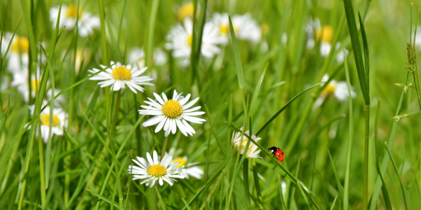 Bild-Nr: 12913809 Gänseblümchen Erstellt von: Atteloi