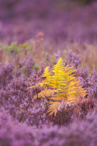 Bild-Nr: 12913860 Gelber Farn in blühender Heide Erstellt von: Daniela Beyer