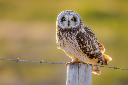 Bild-Nr: 12914014 wilde Sumpfohreule im Licht der Mitternachtssonne Erstellt von: Daniela Beyer