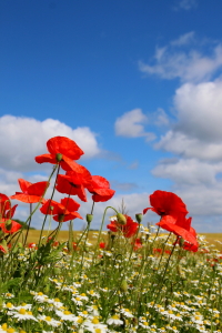 Bild-Nr: 12914016 Mohnblumen Erstellt von: Ostseestrand