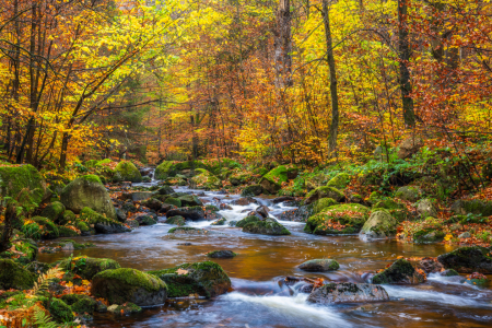 Bild-Nr: 12914025 Fluss im herbstlichen Wald Erstellt von: Daniela Beyer