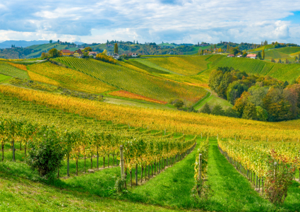Bild-Nr: 12914045 Herbst in den Weinbergen  Erstellt von: wompus