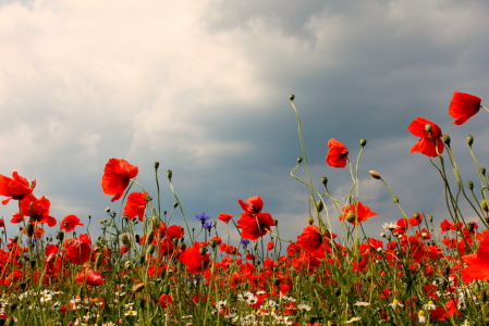 Bild-Nr: 12914132 Vor dem Gewitter Erstellt von: Ostseestrand