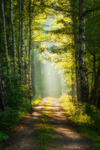 Bild-Nr: 12914155 Weg ins Licht Erstellt von: Daniela Beyer