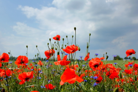 Bild-Nr: 12914238 Mohnfeld Erstellt von: Ostseestrand