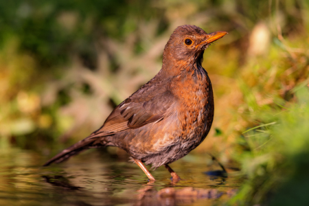 Bild-Nr: 12914366 Amsel Erstellt von: DirkR
