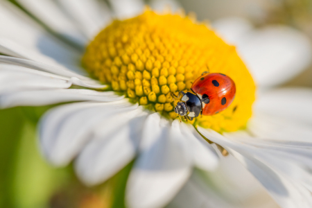 Bild-Nr: 12914372 Sommerglück - Marienkäfer in Sommerblume Erstellt von: Daniela Beyer