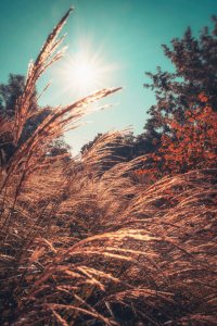 Bild-Nr: 12914461 Herbstlicht in Hamburg Erstellt von: Nordbilder