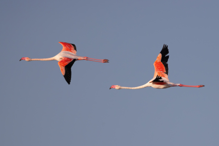 Bild-Nr: 12914591 Flamingos im Flug Erstellt von: DirkR