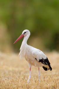 Bild-Nr: 12914596 Storch auf Stoppelfeld Erstellt von: DirkR