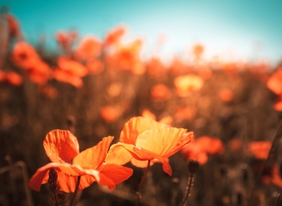 Bild-Nr: 12914615 Im Morgenlicht Erstellt von: Nordbilder