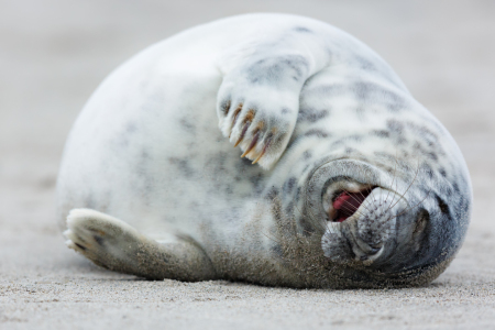Bild-Nr: 12914693 kleiner Faulenzer - junge Kegelrobbe auf Helgoland Erstellt von: Daniela Beyer