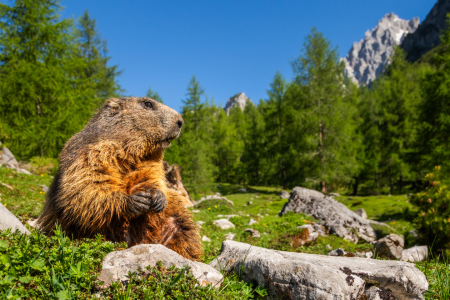 Bild-Nr: 12914698 Murmi - Murmeltier vor Bergkulisse Erstellt von: Daniela Beyer