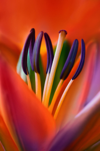 Bild-Nr: 12914718 Lilie Erstellt von: Atteloi