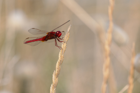 Bild-Nr: 12914791 Feuerlibelle Erstellt von: DirkR