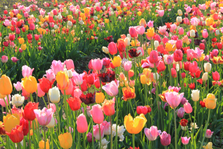 Bild-Nr: 12914968 bunte Tulpen im Gegenlicht Erstellt von: SusaZoom