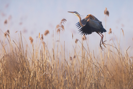 Bild-Nr: 12915029 Purpurreiher im Nebel  Erstellt von: Daniela Beyer