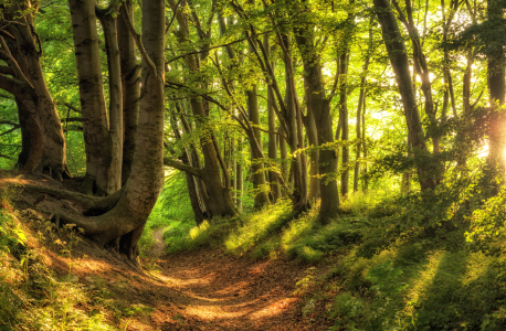 Bild-Nr: 12915186 Sommerwald Rügen Erstellt von: Nordbilder