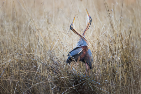 Bild-Nr: 12915232 Wir gehören zusammen - Purpurreiher Erstellt von: Daniela Beyer