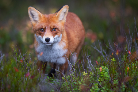 Bild-Nr: 12915237 neugieriger Fuchs im herbstlichen Heidekraut Erstellt von: Daniela Beyer