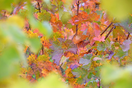 Bild-Nr: 12915291 Herbst im Weinberg Erstellt von: GUGIGEI