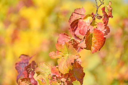 Bild-Nr: 12915292 Herbstleuchten Erstellt von: GUGIGEI
