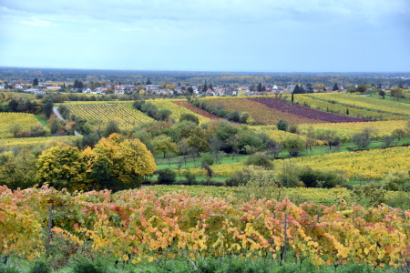 Bild-Nr: 12915325 Herbst in der Pfalz Erstellt von: GUGIGEI