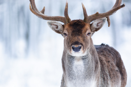 Bild-Nr: 12915415 Mein Wintergesicht IV - Damhirsch im Porträt Erstellt von: Daniela Beyer