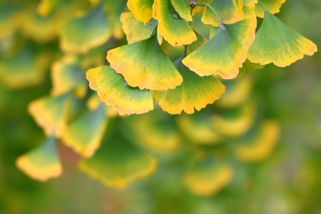 Bild-Nr: 12915487 Herbstfarben Erstellt von: GUGIGEI