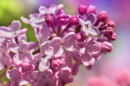 Bild-Nr: 12915531 Flieder Erstellt von: Atteloi