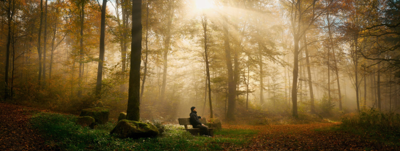 Bild-Nr: 12915598 Mann genießt majestätischer Atmosphäre im Wald Erstellt von: Smileus