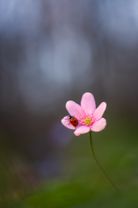 Bild-Nr: 12915605 Doppeltes Glück - Marienkäfer im Leberblümchen Erstellt von: Daniela Beyer