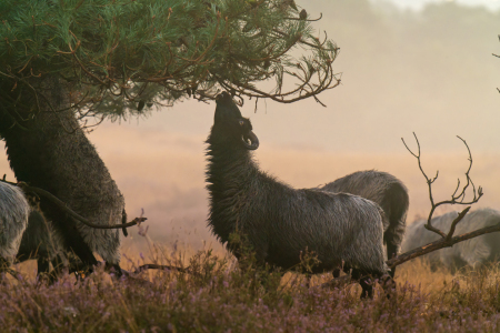 Bild-Nr: 12915700 wählerische hungrige Heidschnucke  Erstellt von: volker heide